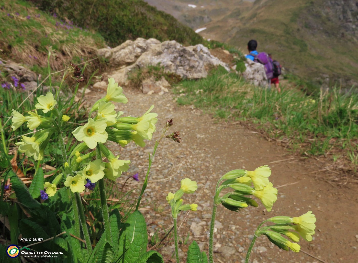 28 Primula elatior (Primula maggiore).JPG